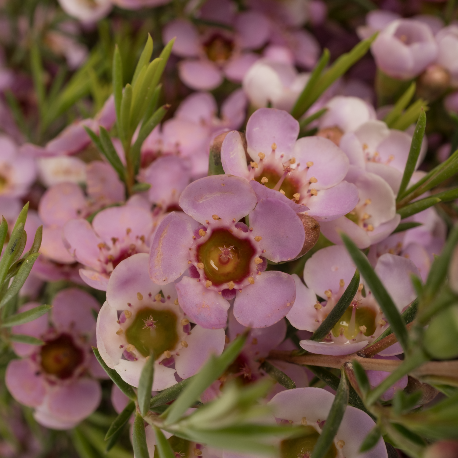 Wachsflower rosa Pink Shine 35 Gramm 60cm