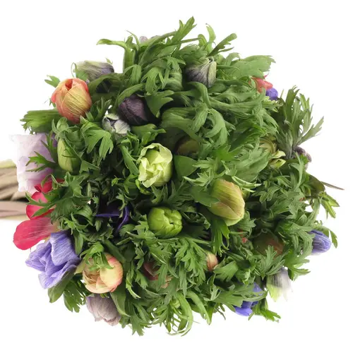 Anem.mix Im Bund(Nl) 40cm