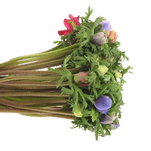 Anem.mix Im Bund(Nl) 40cm