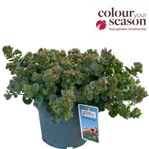 Sedum hell grün Sunsparkler Zinger T19 H040