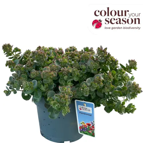 Sedum hell grün Sunsparkler Zinger T19 H040