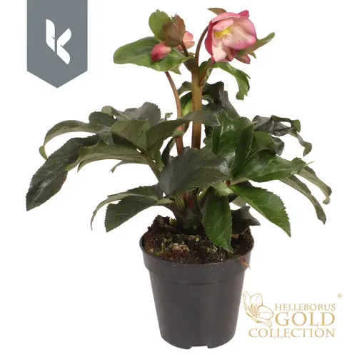 Helleborus Ice N Roses rosa T13 H040