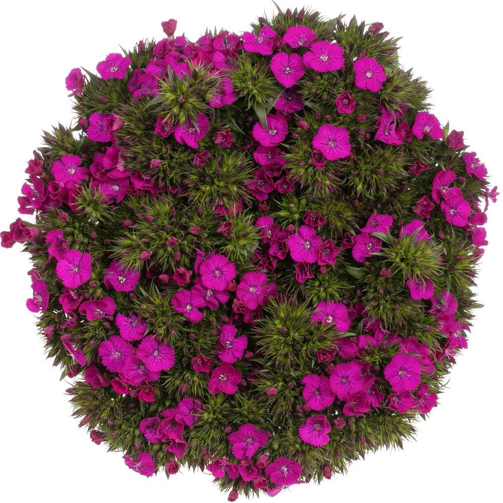 Bartnelke fuchsia Neon Purple 45cm