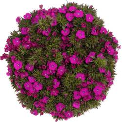 Bartnelke fuchsia Neon Purple 45cm