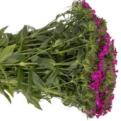 Bartnelke fuchsia Neon Purple 45cm