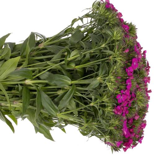 Bartnelke fuchsia Neon Purple 45cm