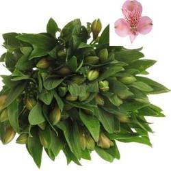 Alstroemerie rosa Floyd 70 Gramm 75cm