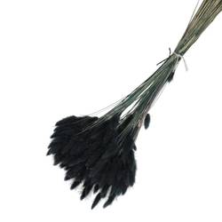 Trocken Lagurus schwarz L65cm 100gr