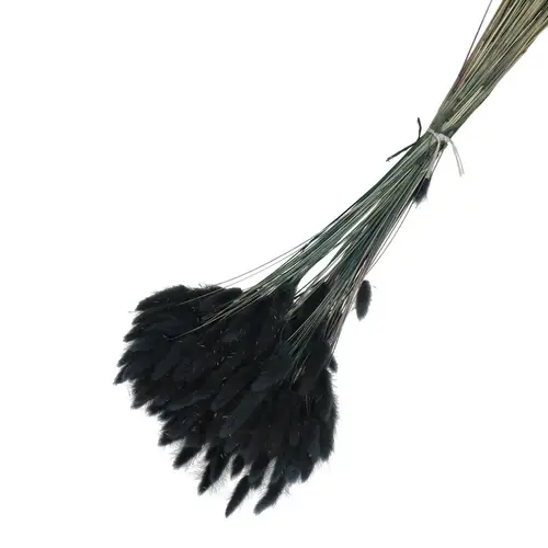 Trocken Lagurus schwarz L65cm 100gr