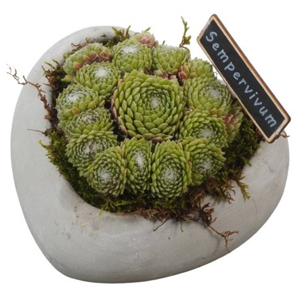 Semper.Arr PTS2821 T16 H012