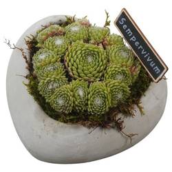 Semper.Arr PTS2821 T16 H012