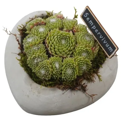 Semper.Arr PTS2821 T16 H012