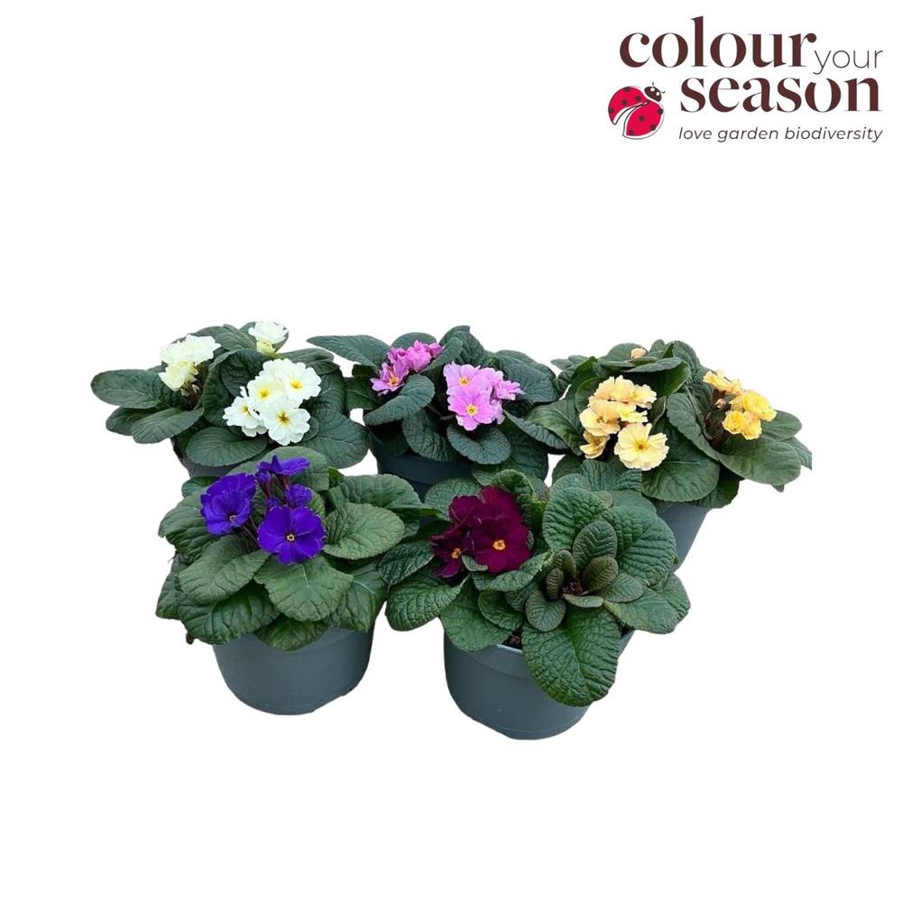 Primula mix T19 H030