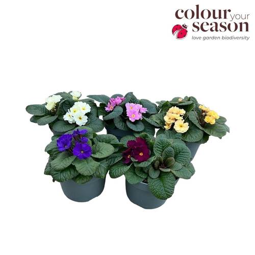 Primula mix T19 H030
