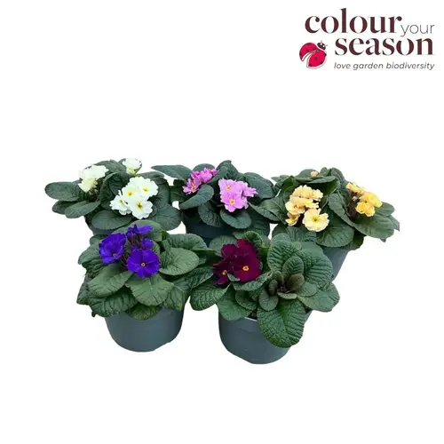 Primula mix T19 H030