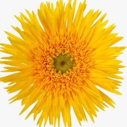 Germini gelb Spin Punki Reya