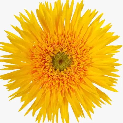 Germini gelb Spin Punki Reya