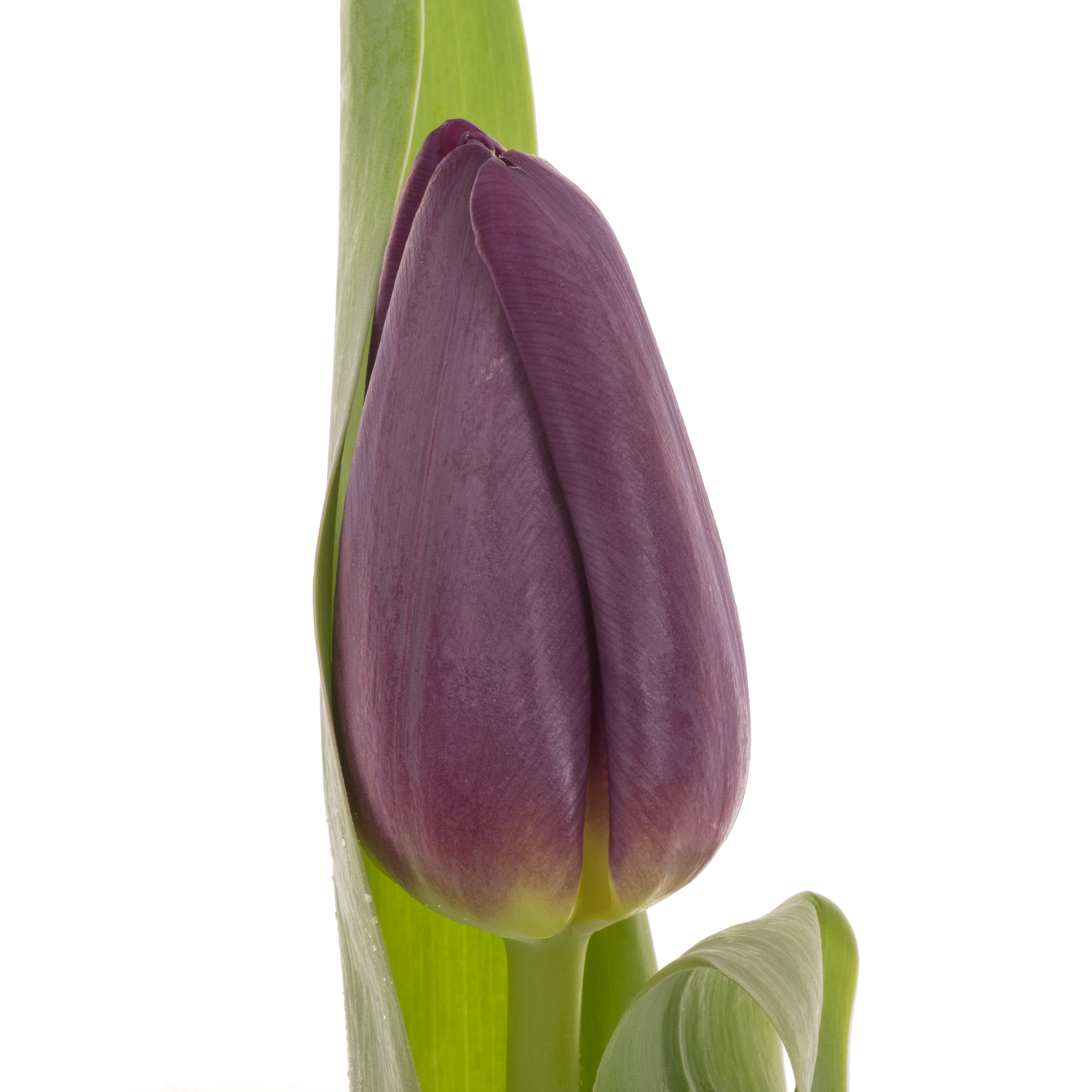 Tulpe lila Purple eye 30 Gramm