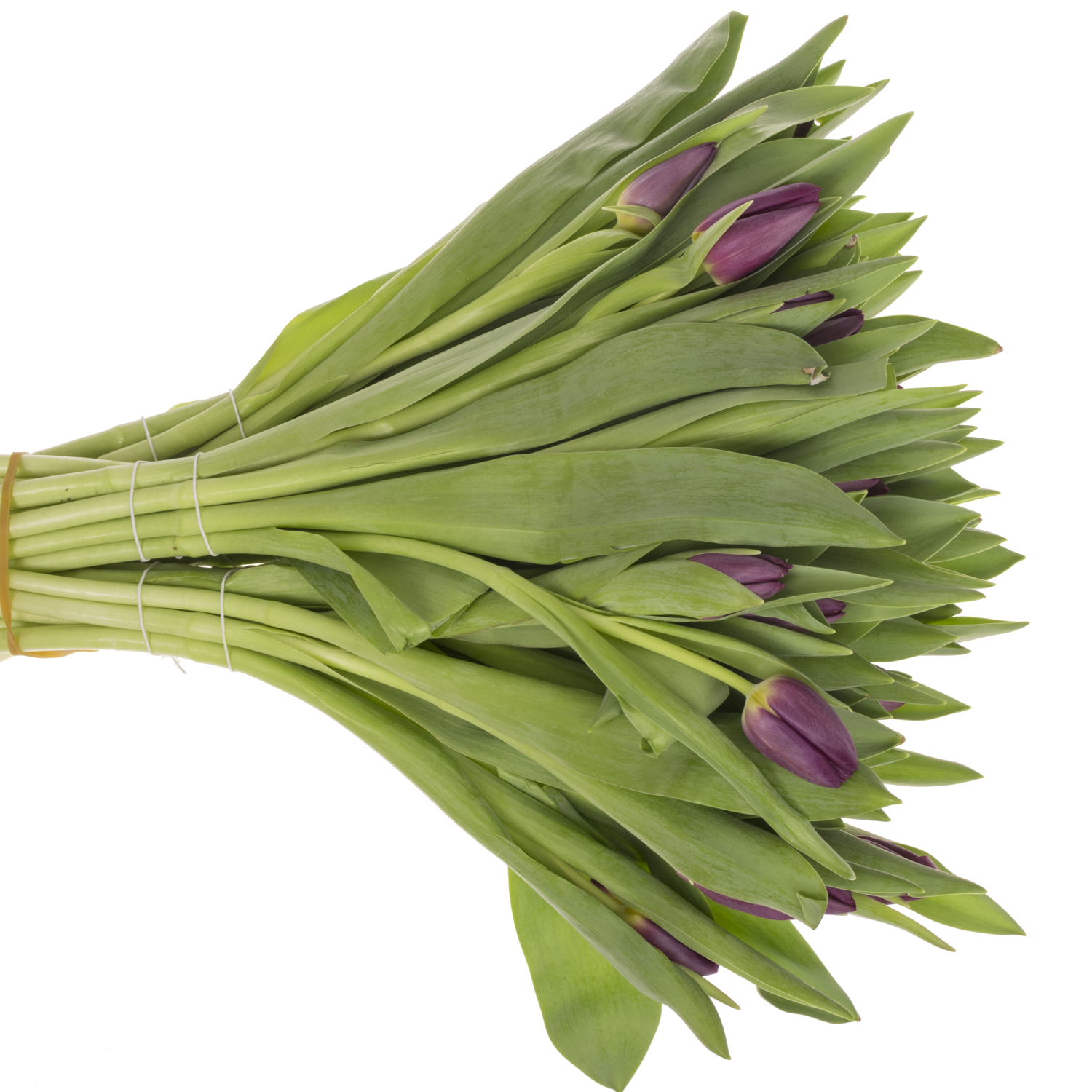 Tulpe lila Purple eye 30 Gramm