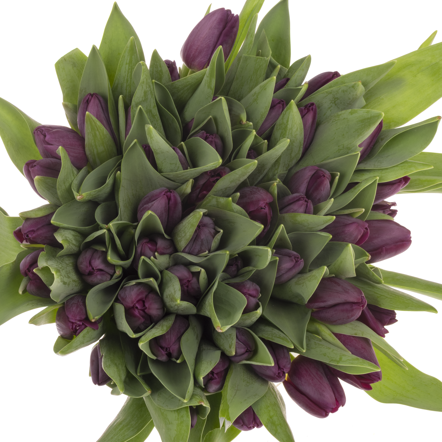 Tulpe lila Purple eye 30 Gramm