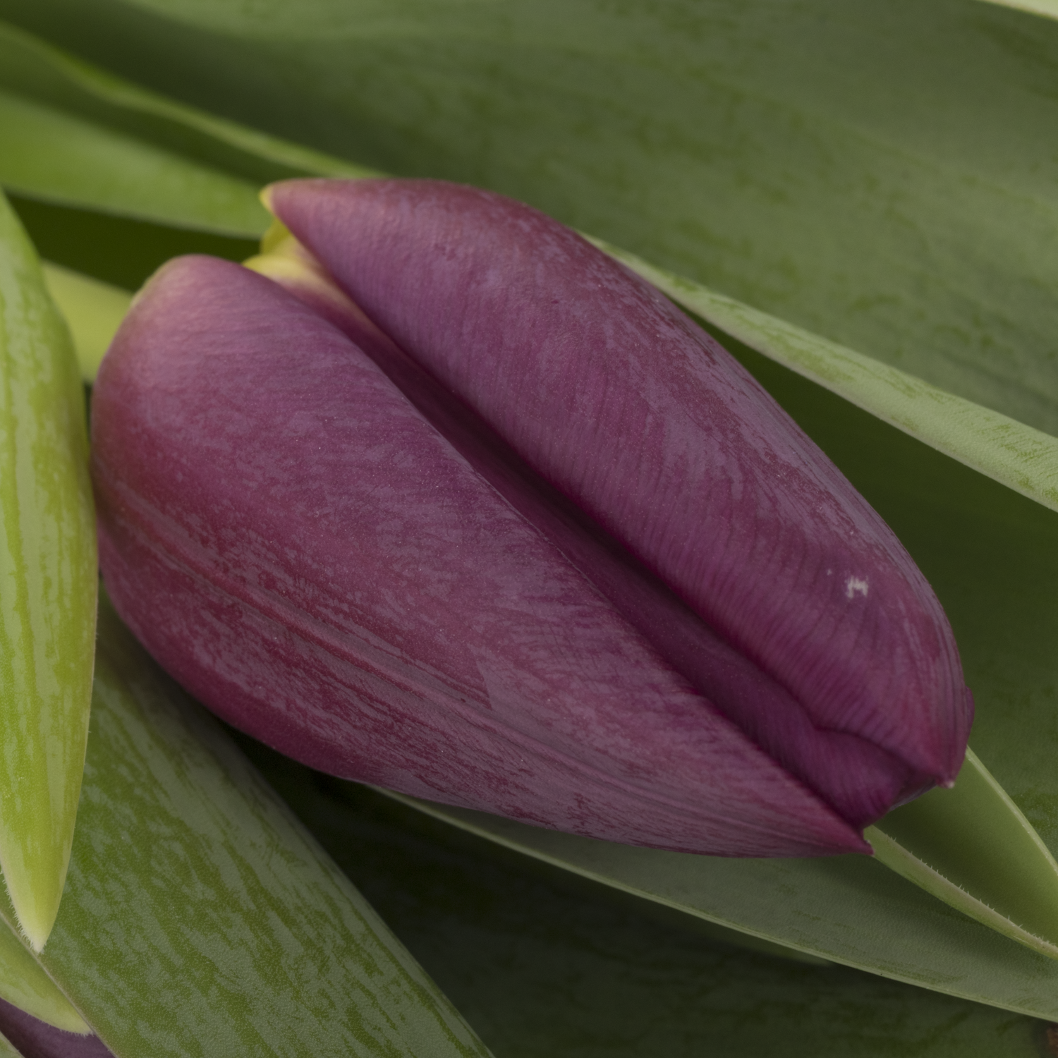 Tulpe lila Purple eye 30 Gramm