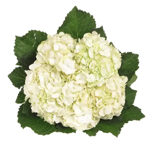 Hortensie weiss Schneeball Bol 14cm 40cm