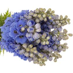 Delphinium blau hell smile extra 110cm