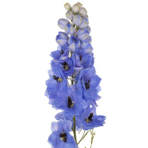 Delphinium milka hell smile extra 110cm