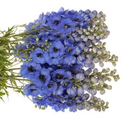 Delphinium milka hell smile extra 110cm