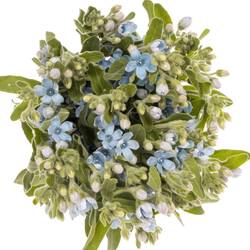 Oxypetalum blau 40cm x30