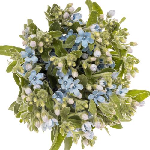 Oxypetalum blau 40cm x30