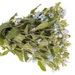 Oxypetalum blau 40cm x30