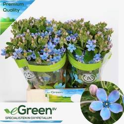 Oxypetalum hell blau Pure Blue 40cm