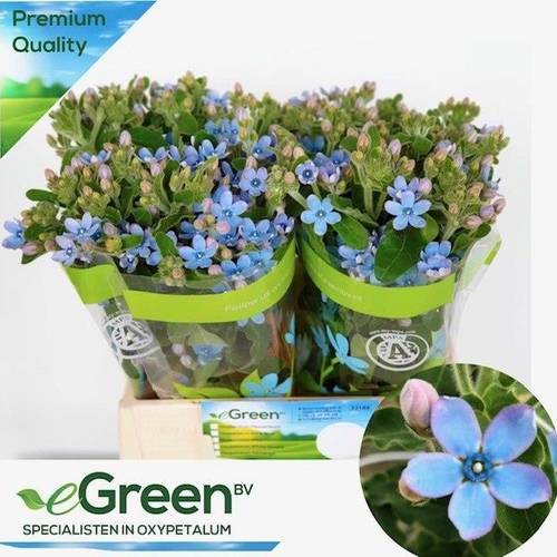 Oxypetalum hell blau Pure Blue 40cm