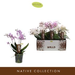 Phal.Willd mix T12 H45