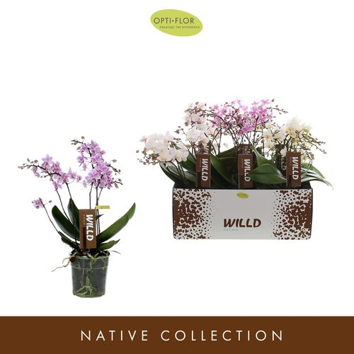 Phal.Willd mix T12 H45
