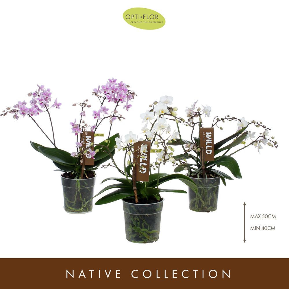 Phal.Willd mix T12 H45