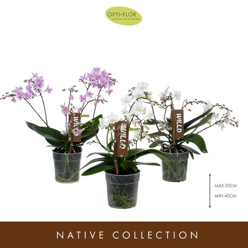 Phal.Willd mix T12 H45