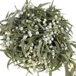 Eukalyptus grau Kapsel blatt 500 Gramm 70cm