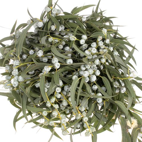 Eukalyptus grau Kapsel blatt 500 Gramm 70cm