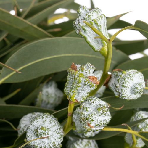 Eukalyptus grau Kapsel blatt 500 Gramm 70cm