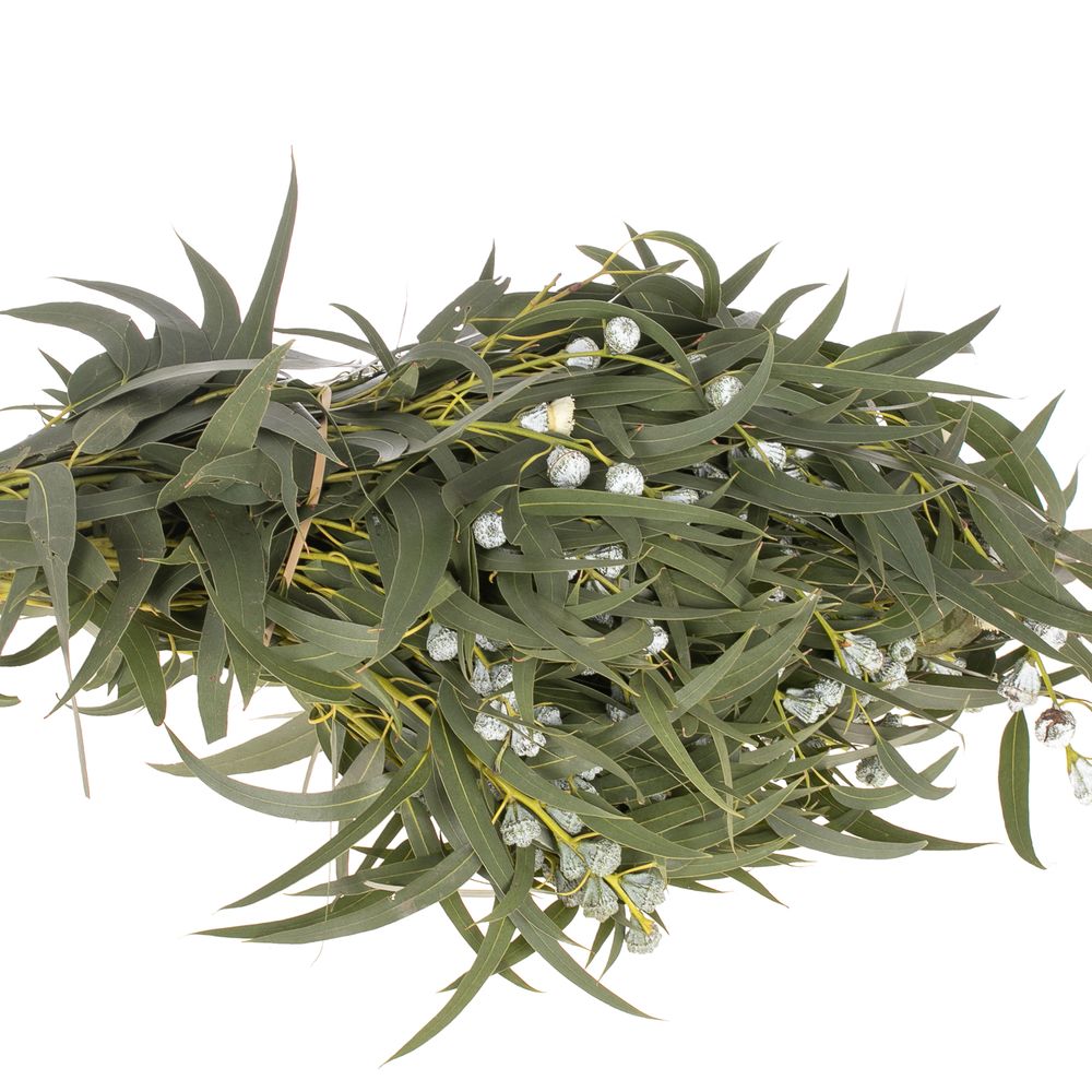Eukalyptus grau Kapsel blatt 500 Gramm 70cm