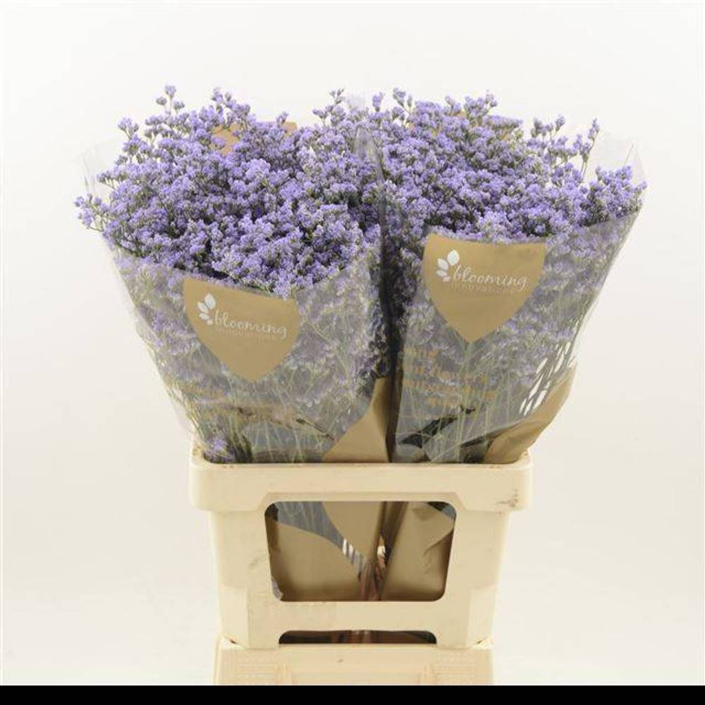 Limonium milka Utah Blue 35Gramm 80cm