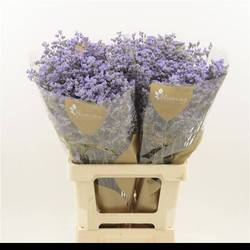 Limonium milka Utah Blue 35Gramm 80cm