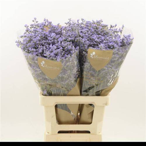 Limonium milka Utah Blue 35Gramm 80cm