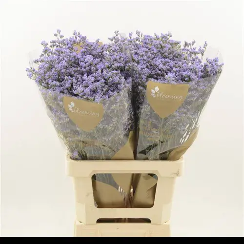 Limonium milka Utah Blue 35Gramm 80cm