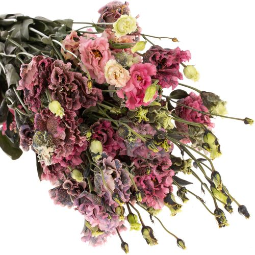 Lisianthus rosa Black Rose gefärbt 5+Bl.70cm