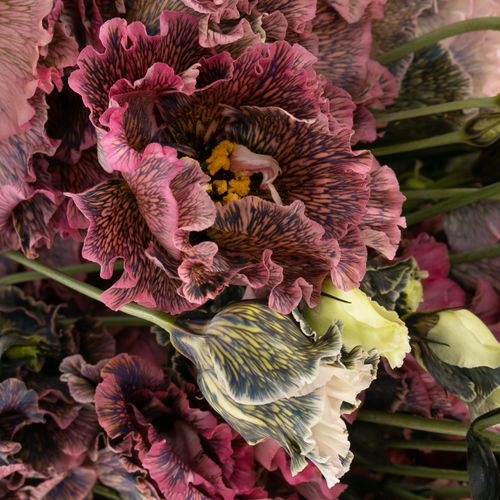 Lisianthus rosa Black Rose gefärbt 5+Bl.70cm