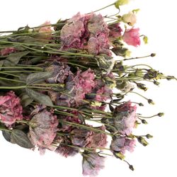 Lisianthus rosa Black Rose gefärbt 5+Bl.70cm