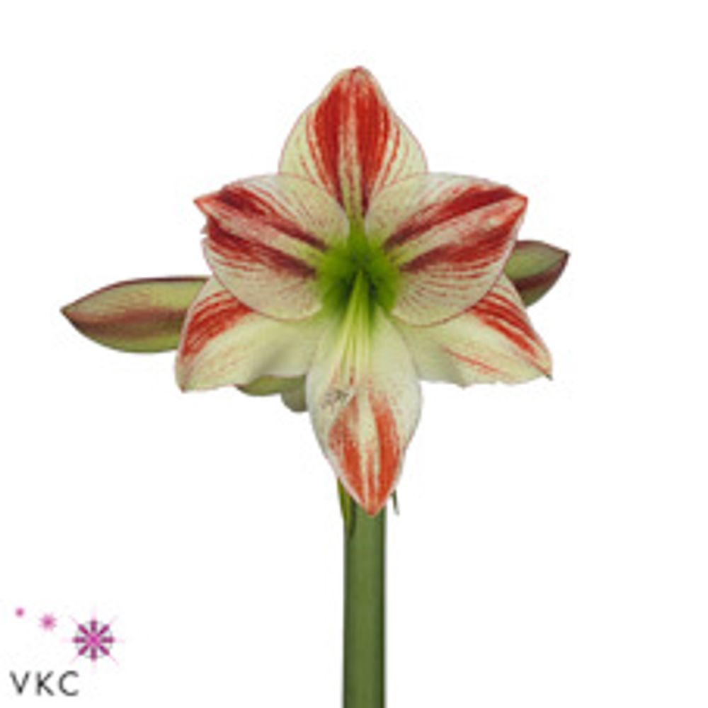Amaryllis weiss/rot Ambiance 